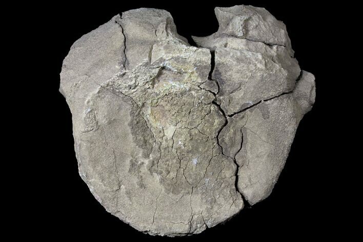 Partial Unprepared Fossil Sauropod Dorsal Vertebra - Colorado #119898